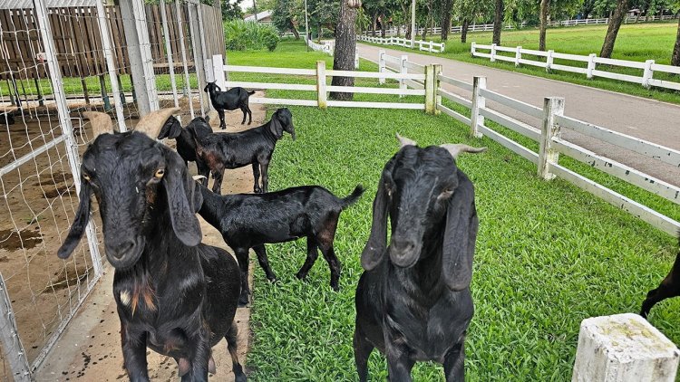 ดำที่ 5 "แพะภูพาน" สัตว์เศรษฐกิจตัวใหม่ สร้างรายได้เกษตรกรทั่วไทย