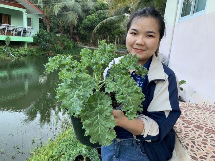 สาวตรัง ปลูกผักเคล ราชินีผักใบเขียว ขายทั้งใบและต้น สร้างรายได้ดี