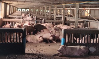 ปี'68 วงการเลี้ยงหมู “กวาดคอก” ครั้งใหญ่สร้างสมดุลแก้หมูล้นตลาด