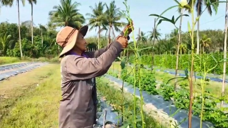 เกษตรกรสงขลา ฟื้นแปลงผักอายุสั้นหลังน้ำท่วม สร้างรายได้