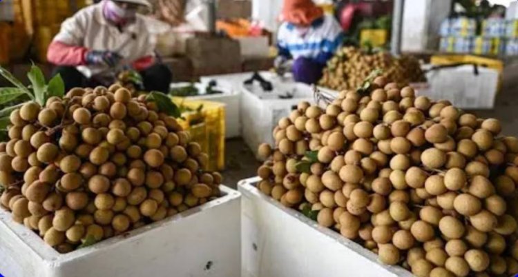 กระทรวงเกษตรฯเร่งขยายตลาดส่งออกลำไยสดไปฟิลิปปินส์