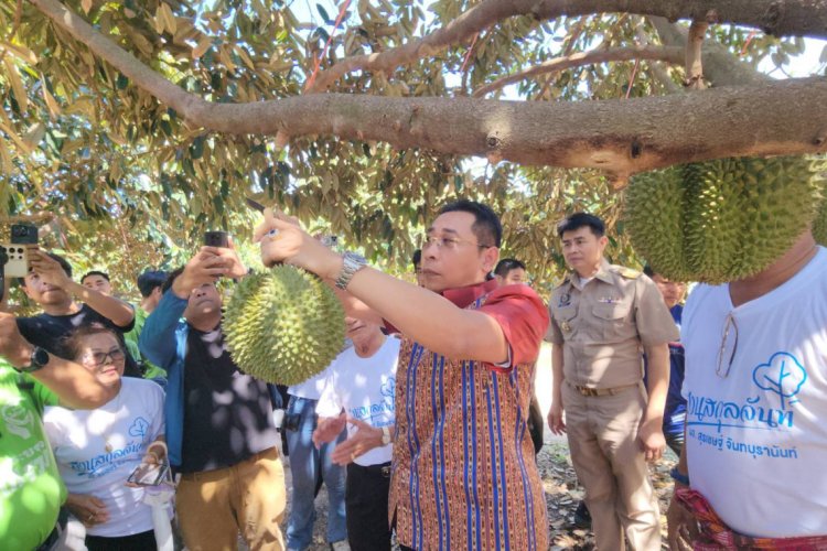 ระยอง OK ทุเรียนGIคุณภาพดี  ออกสู่ตลาดแล้ว  อร่อยทุกเม็ด เด็ดทุกสวน ไร้สารปนเปื้อน