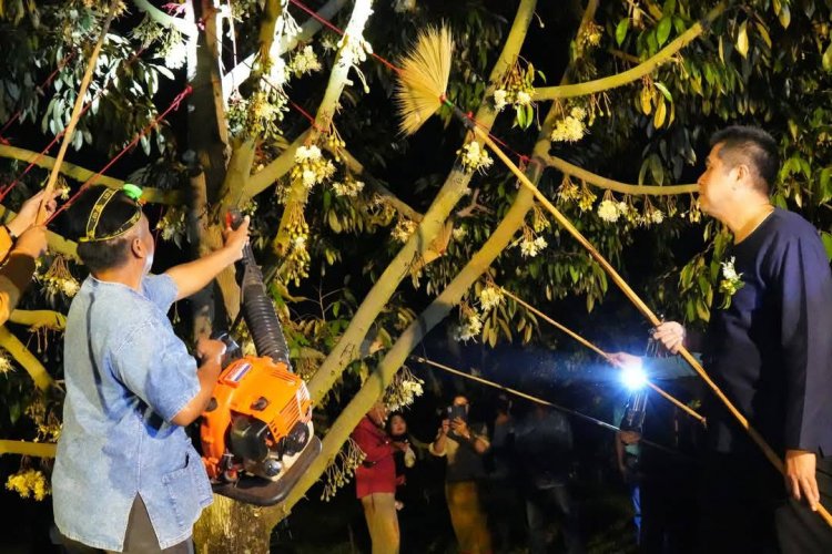 ผู้ว่าฯศรีสะเกษนำชาวสวนปัดดอกทุเรียนช่วยผสมเกสรเพิ่มผลผลิตทุเรียนภูเขาไฟ