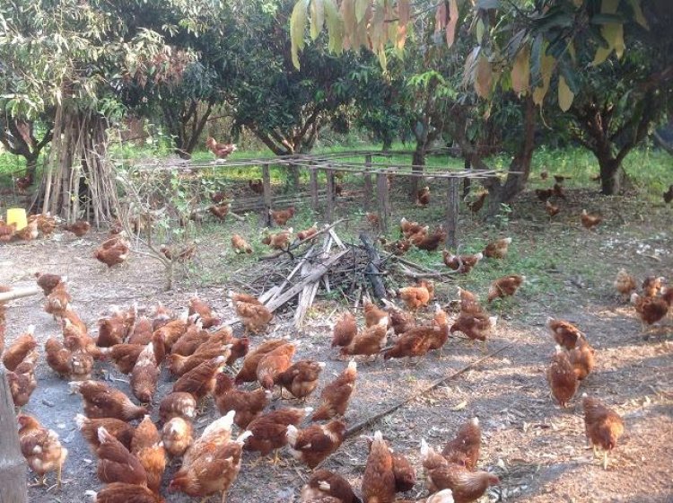 เผยเคล็ดลับวิธีเลี้ยงไก่อาราณ์ดีและสูตรอาหารลดต้นทุน