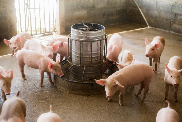 นายกหมูแจงราคาหน้าฟาร์มเพิ่งพ้นต้นทุน วอนผู้บริโภคเข้าใจ หลังเกษตรกรขาดทุนมา 2 ปี