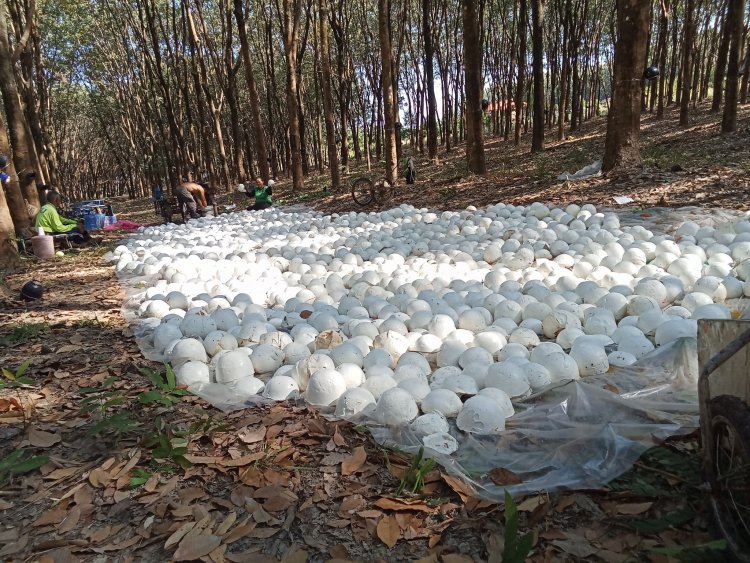สหรัฐฯขึ้นภาษีพ่นพิษ "ยาง"ราคาวูบ รมควันลด 10 บาท ยางสดร่วง 8 บาท/กก.