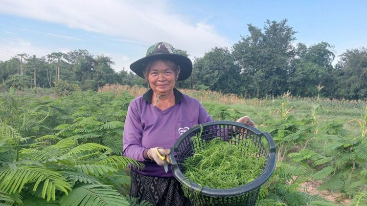 เกษตรกรเมืองกาฬสินธุ์ปลูกชะอมตัด‘ยอด’ขาย สร้างรายได้อย่างงาม