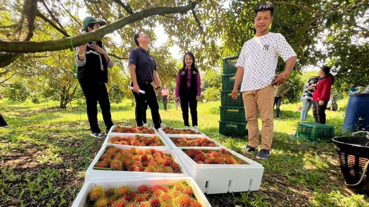 สหกรณ์ตราดส่ง'เงาะสีทอง'ลุยดูไบ เพิ่มโอกาสขยายตลาดผลไม้