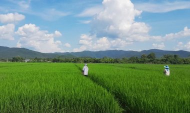 CPF ปันน้ำปุ๋ยสู่เกษตรกร ลดเสี่ยงภัยแล้ง ลดต้นทุน เพิ่มผลผลิต