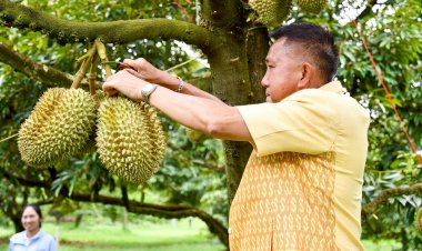 ผู้ว่าฯชลบุรีโชว์ตัดทุเรียนการันตีทุเรียนบ่อทองอร่อยไม่แพ้ที่ใด