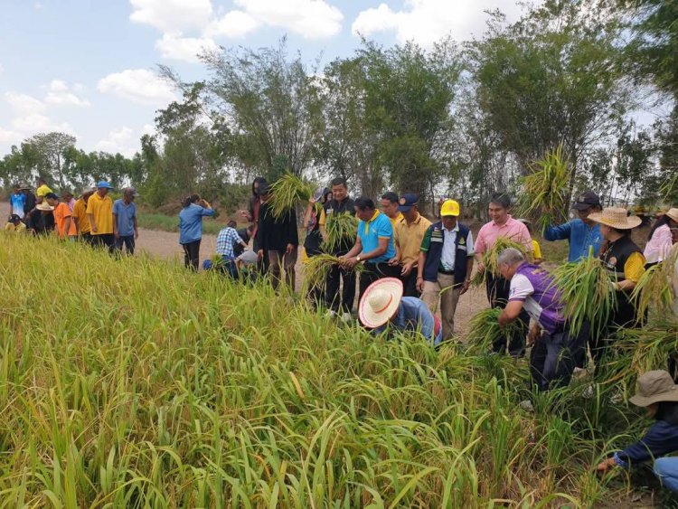 ศรีสะเกษ "ลงแขกเกี่ยวข้าวนาปรัง ปี 2568" สืบสานปณิธานของพ่อ สานต่อที่พ่อทำ