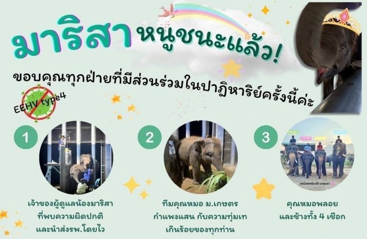 สเต็มเซลล์ กองทุนกันยา และคูมป้าหนูนา