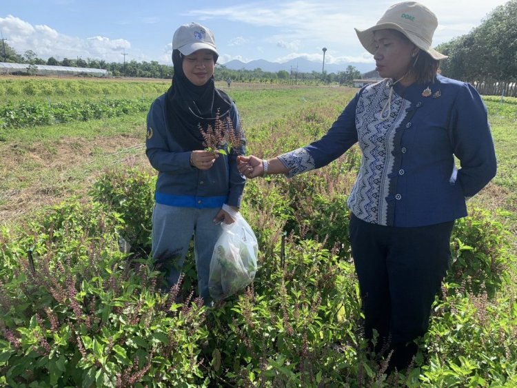 กะเพราขาดตลาด! ‘ลุยขยาย 3 สายพันธุ์’หนุนเกษตรกรปลูกขายรายได้งาม