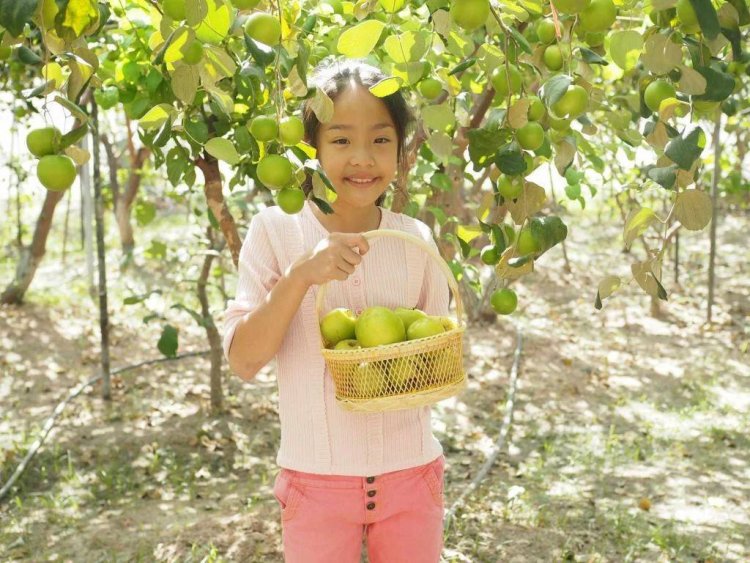 พลิกผืนดิน 300 ตรว. ปลูกพุทราหิมะขาว สร้างรายได้ 6 แสนบาทต่อปี