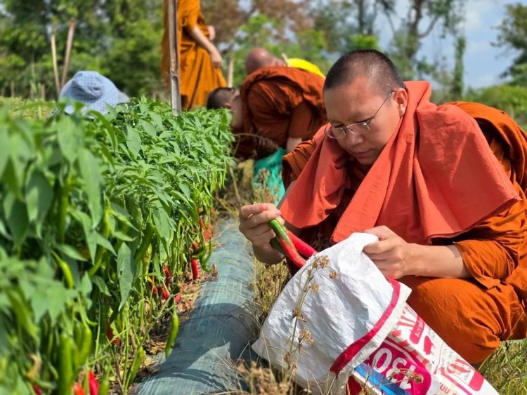 พริกราคาตก ชาวสวนเหนือระทม “พระครูอ๊อด”รับซื้อแจกชาวบ้านกว่า 20 ตัน