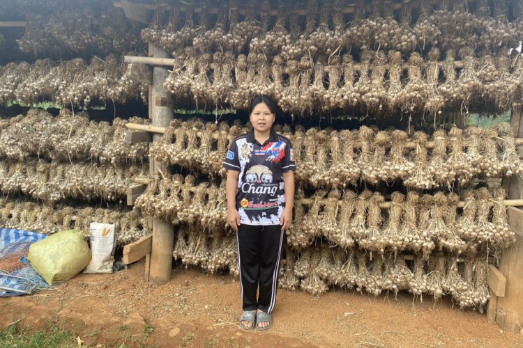 เกษตรกรแม่ฮ่องสอนน้ำตาซึมพ่อค้าคนกลางเมินซื้อกระเทียมต้นฤดู
