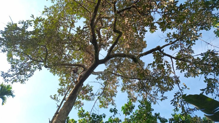 เกษตรกรพัทลุงเศร้าทุเรียนใน “ฤดู”ฝนกระหน่ำซัดดอกสะบัดร่วงขาดทุนยับ