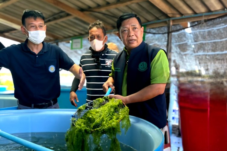 ชู "สาหร่ายทองคำเขียว" ยกระดับเกษตรมูลค่าสูง ดันสู่ตลาดโลก