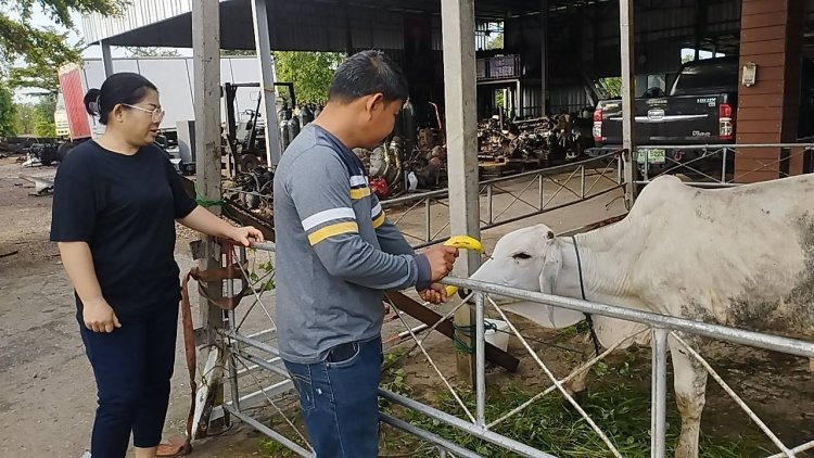 เจ้าของเศร้า!!พึ่งไถ่ชีวิตน้องพลอยมา(วัว)หายไปไร้ร่องรอย