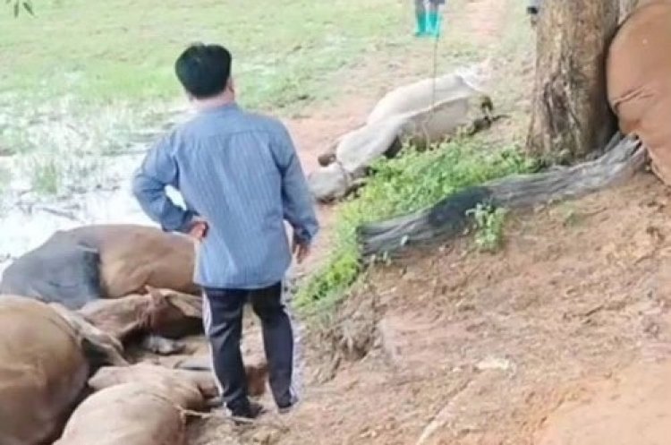 สุดเศร้า! ชาวบ้านชุมพวง ผูกวัวเลี้ยงไว้ใต้ต้นไม้ กลางทุ่งนา ถูกฟ้าผ่าตายเรียบ 8 ตัว