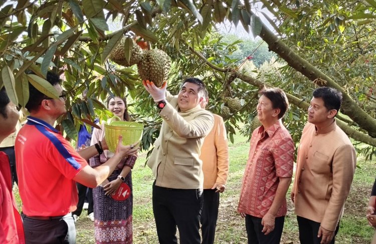 เตรียมจัดยิ่งใหญ่ "เทศกาลทุเรียนภูเขาไฟศรีสะเกษ" ปลุกท่องเที่ยว กระตุ้นเศรษฐกิจ