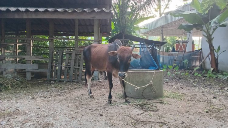 โคบุญ "กุรบาน"ราคาพุ่งรับวัน"อีดิ้ลอัฎฮา"เงินสะพัดทั่วใต้กว่า 400 ล้าน