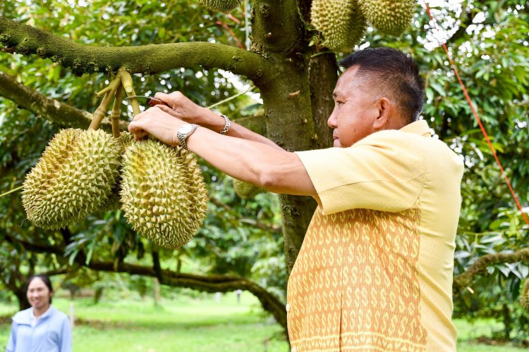ผู้ว่าฯชลบุรีโชว์ตัดทุเรียนการันตีทุเรียนบ่อทองอร่อยไม่แพ้ที่ใด