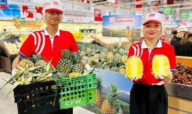โก โฮลเซลล์  หนุนเกษตรกร จ.ลำปาง ดันสับปะรดกระจายทุกสาขา ช่วยปัญหาล้นตลาด