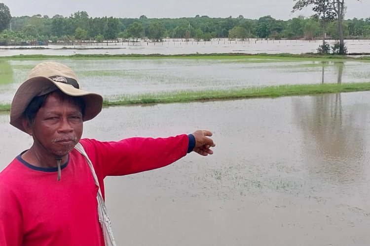 เกษตรกรชาวสุรินทร์ระทมทุกข์ฝนตกติดต่อกันยาวนาน ข้าวจมน้ำเน่าเสีย
