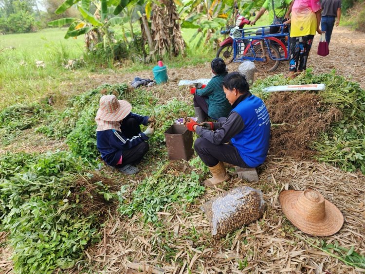 สศก.หนุนเกษตรกรนอกเขตชลประทานปลูกถั่วลิสงเพิ่มรายได้