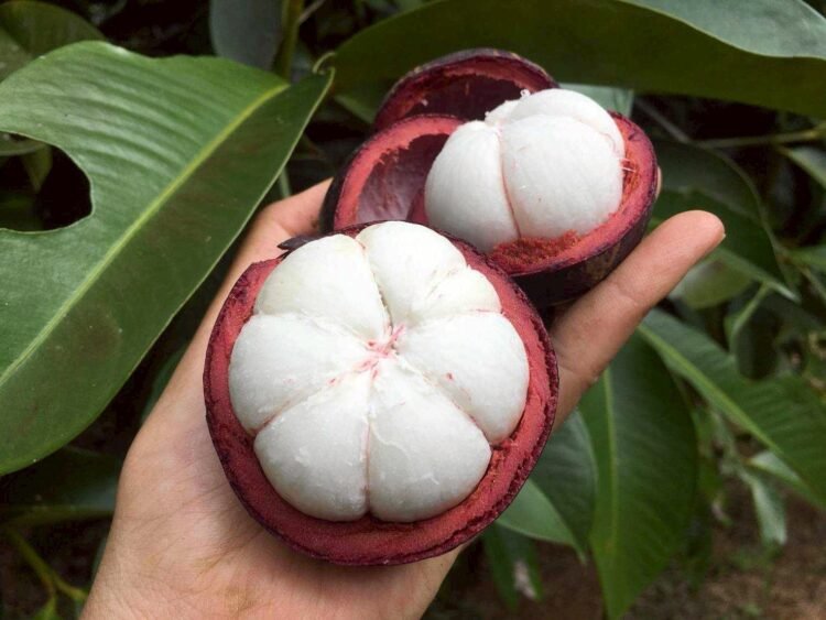 “มังคุดในสายหมอกเบตง”สินค้า GI ของดียะลา สร้างรายได้สู่ชุมชนกว่า 62 ล้าน/ปี