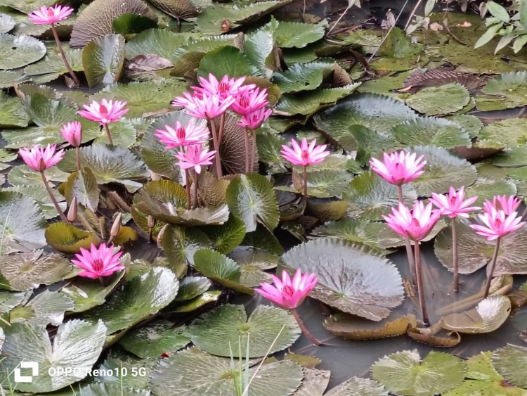 ของดีบนสายน้ำ !!! “สายบัว “ ผักสารพัดปรุงกลางทุ่ง “บัวแดง”