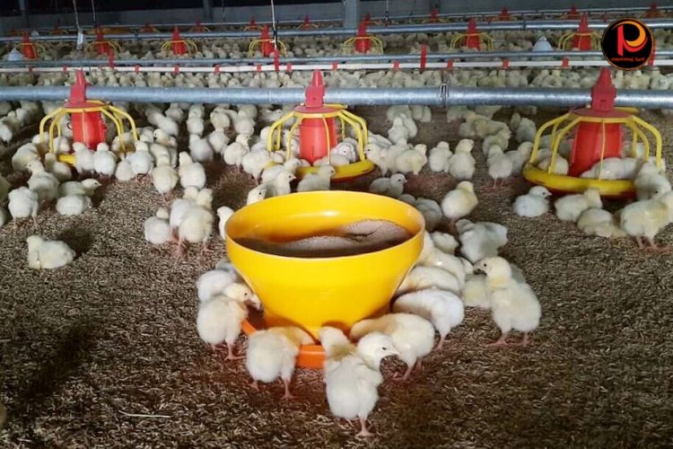 สมาคมผู้เลี้ยงไก่ไข่ภาคใต้ ผวา “หวัดนก” ระบาดไข่นำต่างประเทศนำเชื้อเข้ามา