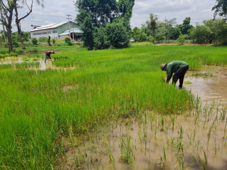 ชาวนาโคราชร้องระงม ! เงินช่วยเหลือยังไร้วี่แวว วอนรัฐจ่ายไร่ละ 1,000 บาท