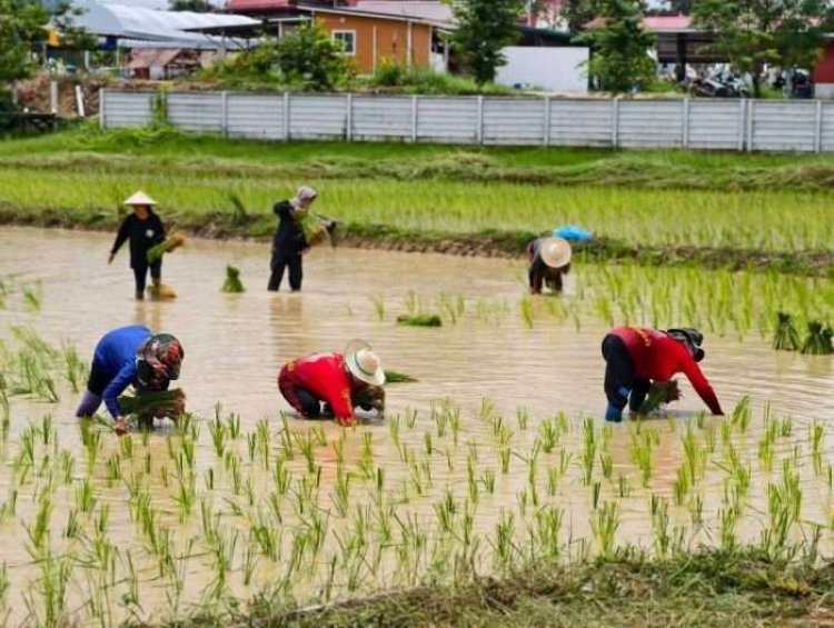 ส่องวิถีชีวิตคนอีสาน "ลงแขกดำนา"ลดต้นทุนการผลิต ฟื้นฟูประเพณีอันดีงาม สืบสานรุ่นสู่รุ่น