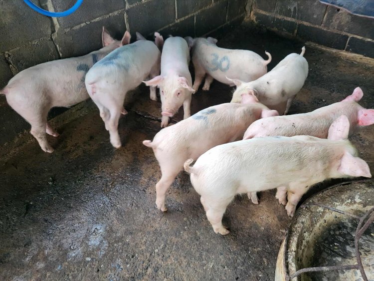 สมาคมหมูใต้หวั่นรัฐบาลไฟเขียวนำเข้าหมูอเมริกา เกษตรกรผู้เลี้ยงรายย่อยเจ๊ง