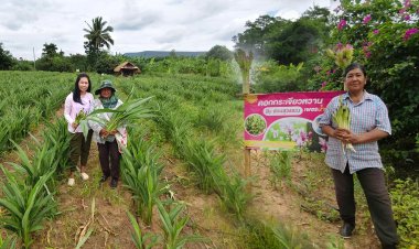 “ป้าสุวรรณ” เศรษฐินี "กระเจียวหวาน"ลงทุนครั้งเดียวเก็บเงินแสนได้ 10 ปี