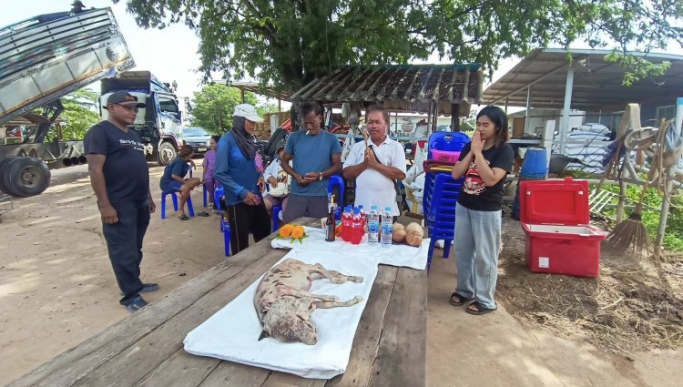 ฮือฮา!ลูกวัวประหลาดมี 1 ตัว 2 หัว 3 หู 4 ตา 4 ขา แห่ขอหวยคึกคัก