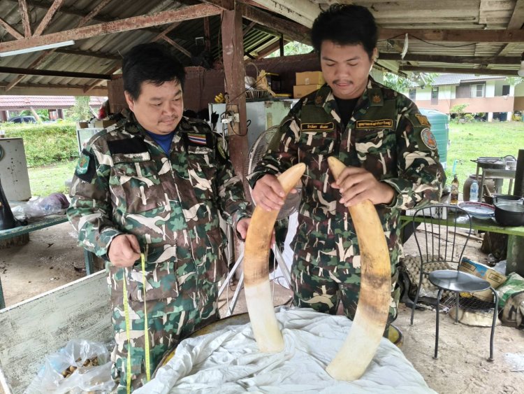 หัวหน้าอุทยานเขาใหญ่ชี้แจง!  กรณีการตายและการจัดการซาก "พลายขุนศึก" ยืนยันดำเนินการถูกระเบียบ