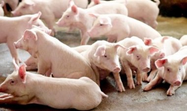 12  ฟาร์มยักษ์สุกรไทยรวมกลุ่มควบคุมการเลี้ยงหมูรักษาเสถียรภาพราคายั่งยืน