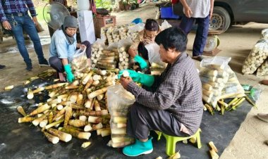 ผลักดัน “หน่อไม้เป๊าะ” จ.แพร่ สู่สินค้าเกษตรมูลค่าสูง