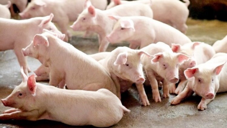 12  ฟาร์มยักษ์สุกรไทยรวมกลุ่มควบคุมการเลี้ยงหมูรักษาเสถียรภาพราคายั่งยืน