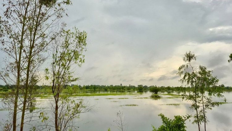 ฝนกระหน่ำหนักติดต่อหลายวัน นาข้าวอีสานล่ม  อำนาจเจริญจมน้ำ 500 ไร่