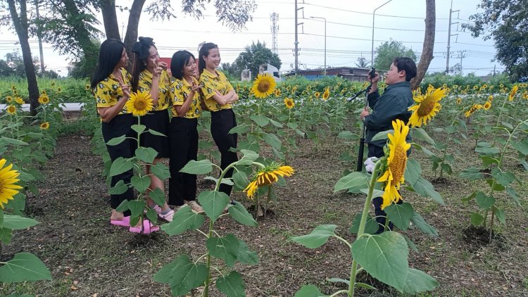 ทุ่งทานตะวันบ้านสะพรั่งริมถนน304ปราจีนฯ อ้าแขนรับนักท่องเที่ยว