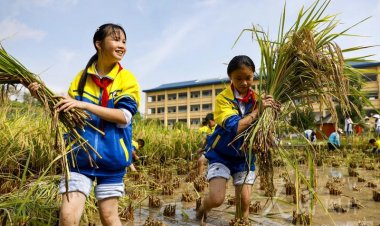 โรงเรียนในกุ้ยโจวให้นักเรียนสัมผัสประสบการณ์ 'เกี่ยวข้าว' แบบดั้งเดิม