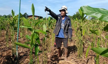 เกษตรกรปราจีนฯต้นแบบปลูกข่าแดงขายรายได้กระฉูดวันละ1,000 กว่าบาท