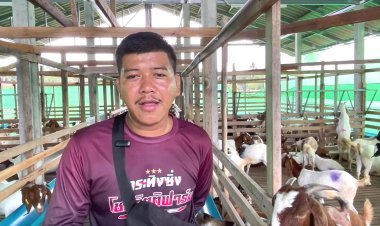 เกษตรกรตรังเลี้ยงแพะ 5 สายพันธุ์ยอดจองล้น-สร้างรายได้มั่นคง อาชีพยั่งยืน