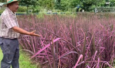 พลิกสวนยางสู่ทุ่งนาเงินล้าน "ปลูกข้าวสีชมพู"แลนด์มาร์กสีสันแห่งใหม่เมืองตรัง