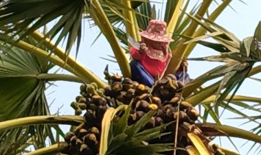 หนุ่มปราจีนบุรีปีนต้นตาลเฉาะลอนสดขายตลาดนัดสร้างรายได้วันละกว่า 1 พันบาท