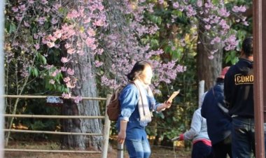 ซากุระเมืองไทยชุดสุดท้ายผลิบานท่ามกลางพรมเมเปิ้ลแดง-หน้าผาพบรัก